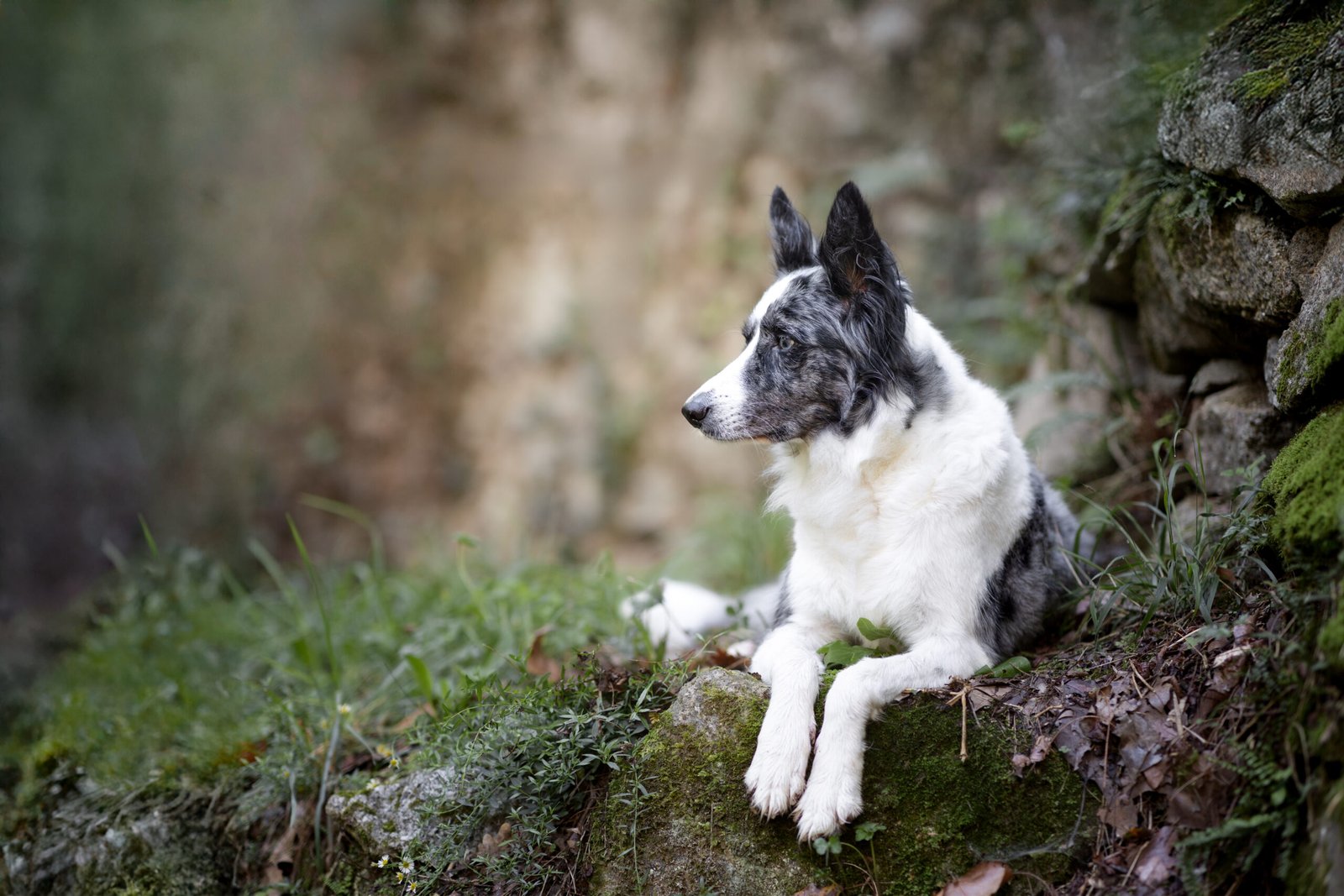 border collie en reposo.